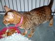 Young Brown Rosetted Bengal Female Available Now !!!