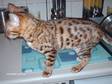 Champion Sired Bengal Male Kitten !!