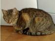 Marble bengal female cat for sale. She is 12 month old....