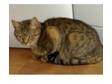 Marble bengal female cat for sale. She is 12 month old....