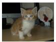 Cute ginger and white male kitten for sale. Male ginger....