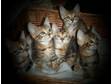 5 Bengal Kittens