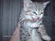 Silver Black Spotted Bengal Kitten Ready Now !!!