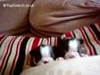 kc reg boston terrier pups for sale