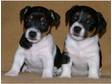 Beautiful chunky Jack Russell Terrier Pups