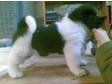 TWO STUNNING akita puppies available soon. Female puppy....