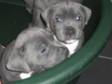 Staffordshire Bull Terriers,  Blue puppies from an all....