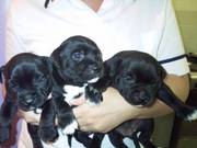 staffbull terriers k c reg puppies