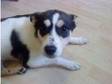 Jack russel X Collie Free To Good Home. Mixed breed dog, ....