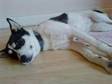 Jack russell X collie FREE TO GOOD HOME. Mixed breed....