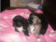 Shih Tzu Puppies For Sale. Shih Tzu Puppies 4 boys and....