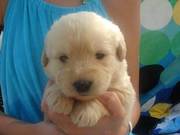 Goldendoodle Puppies for good home homes