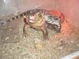 Tegus Male and Female Very Tame for Sale