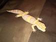 Albino Leopard Gecko With Full Set Up.