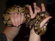 2 Male Royal Pythons and Eco-terra Viv